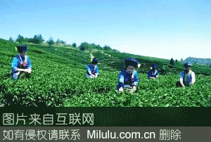 奎文阁茶叶特产图片