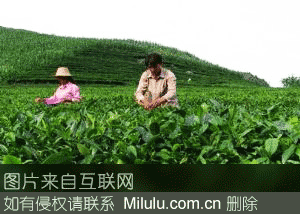 罗甸茶叶特产图片