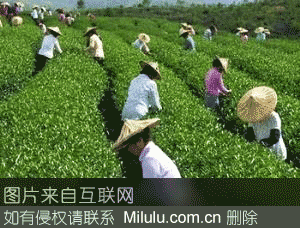 黎平茶叶特产图片