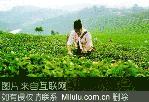 优质茶特产图片