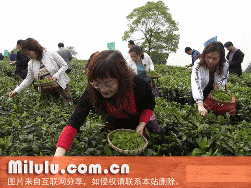广东红碎茶特产图片