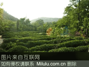 大鹏云雾茶特产图片