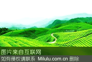 密溪云雾茶特产图片