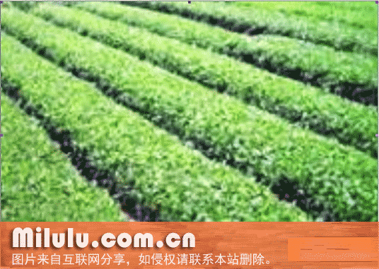 峡州翠绿茶特产图片