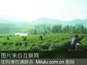 沼山茶叶特产图片