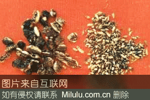 国槐茶特产图片