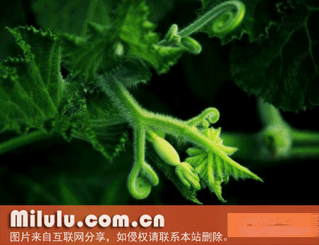 藤龙茶特产图片