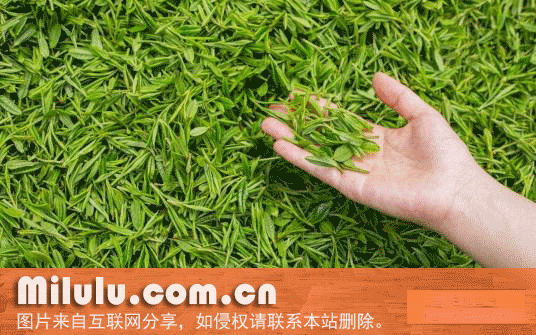 绿牡丹茶特产图片