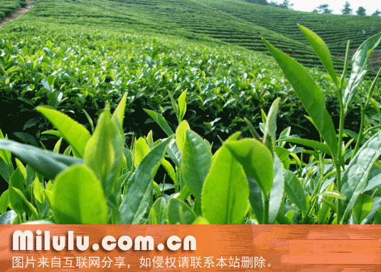 雁茗特产图片