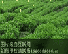 南村茶叶