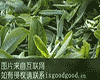 临翔茶叶