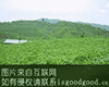 爬街高山云雾茶