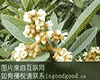 宁海白枇杷花茶
