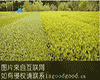 桃林茶
