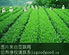 清江茶