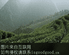 瀑泉茶