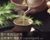 “强木都”茶