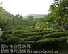 大鹏云雾茶