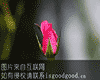 源雾山牌玫瑰茶