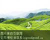 清江坪茶叶