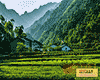 邓村茶叶
