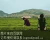 巨峰茶叶